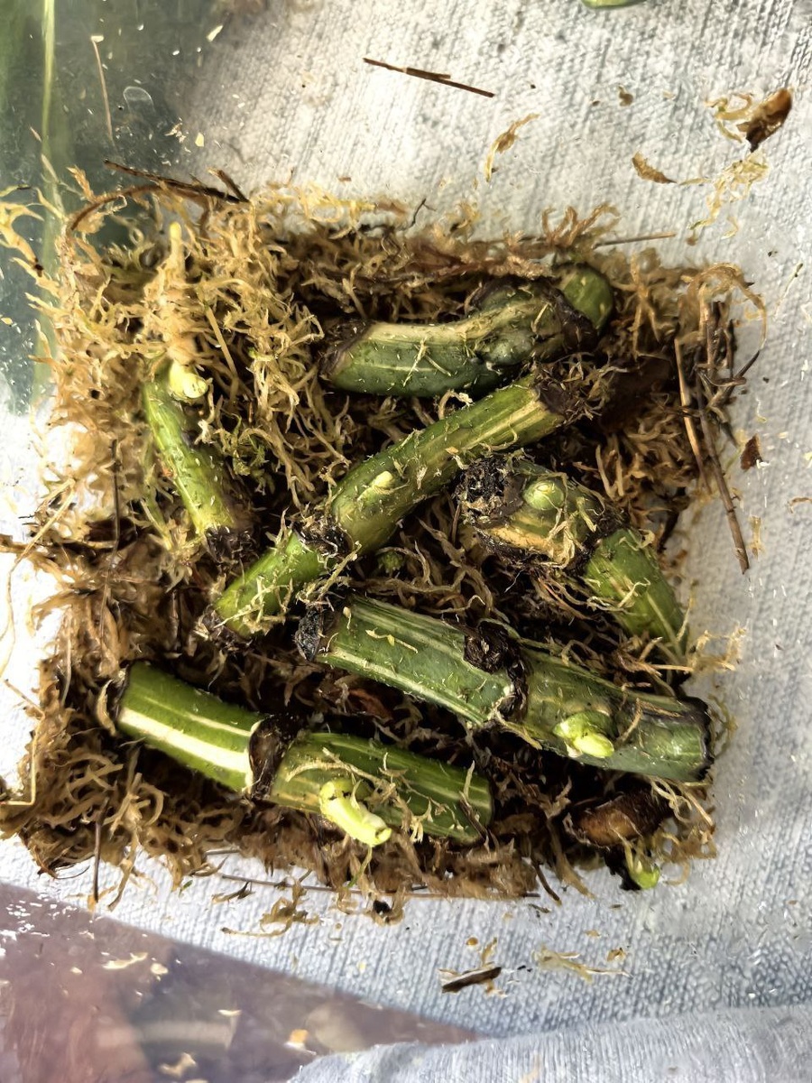 Мой салат из черенков и мха