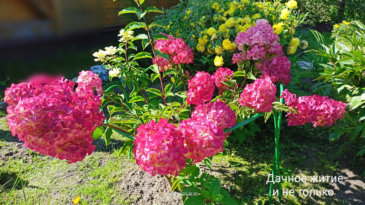 Фрайз Мельба в моём саду