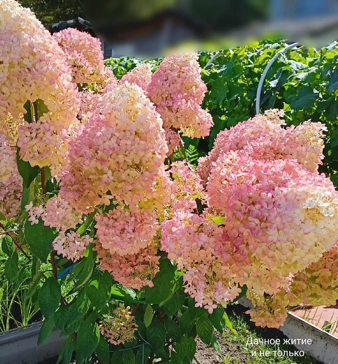 Моя Ванила Фрайз