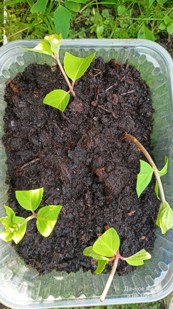 Часть начеренкованих метельчатых гортензий 15.06