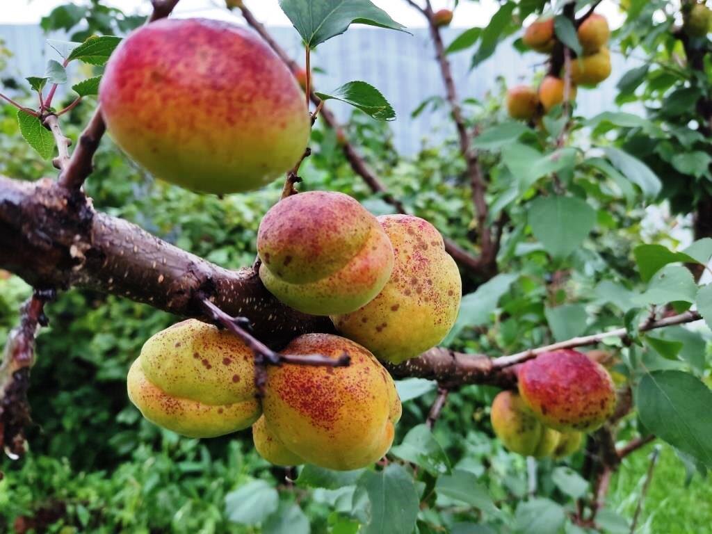 Я раз десять пробовала выращивать абрикосы в Тверской области. Они даже дают плоды, но... Появляются проблемы и абрикосы в наших краях долго не живут...