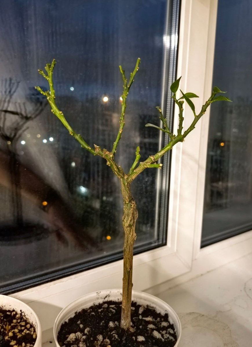 Грустный умирающий цитрус - 28.04.2025 наш первый день на новом месте, уже пересажен и обрезан.