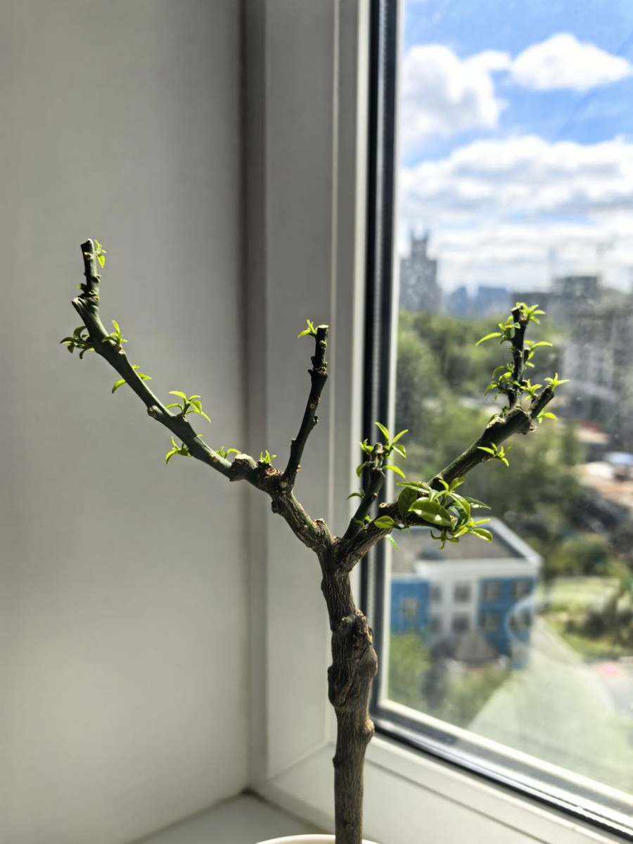 10.05.2025 - после появления набухающих почек провел еще одну обрезку (да, возможно я срезал цветочные почки, но не страшно).