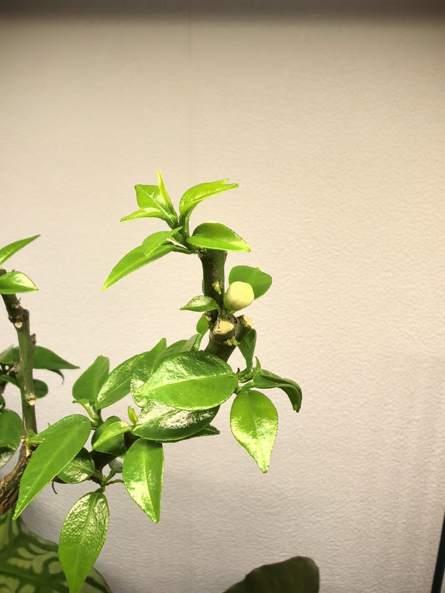 06.05.2025 - Мандаринчик уже изрядно опушился и появился бутон!