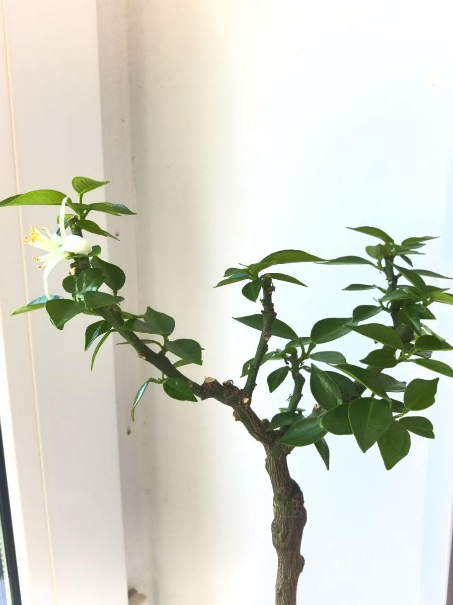 24.05.2025 - Цитрус обзавелся густой зеленой шевелюрой и и будет раскрылся!