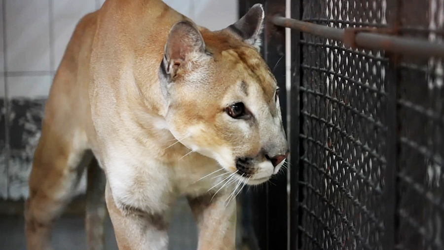    © АО "ТВ Центр"