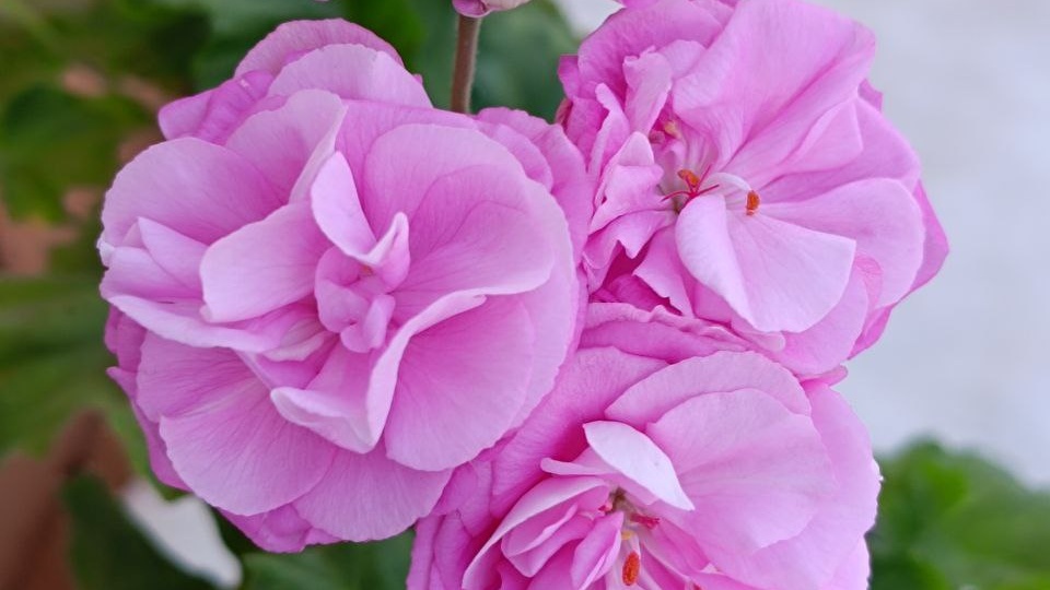 Зимовка пеларгоний