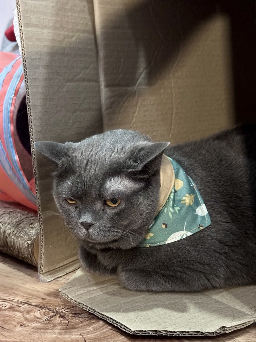 Фото автора. Беня радуется своей новой банданке :D