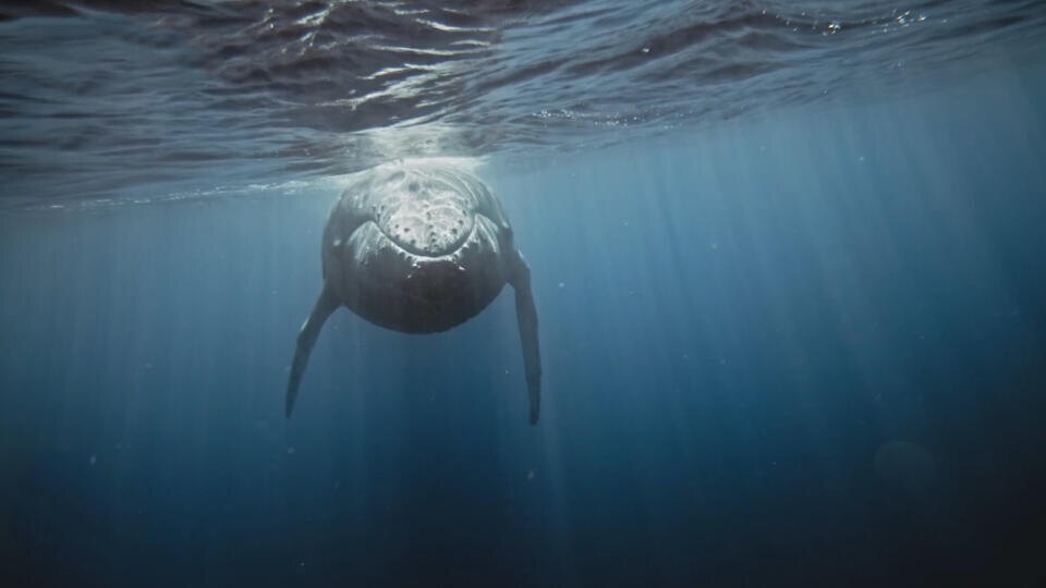 Фото: © Кадр из программы "Как устроен мир", РЕН ТВ