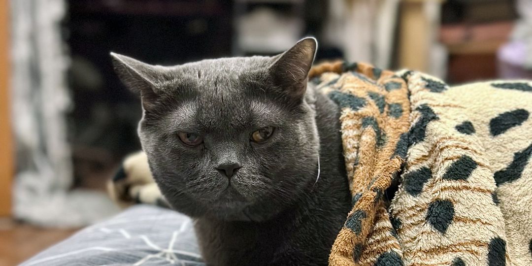 Уют по-кошачьи: лучший способ пережить осень, когда за окном тоска