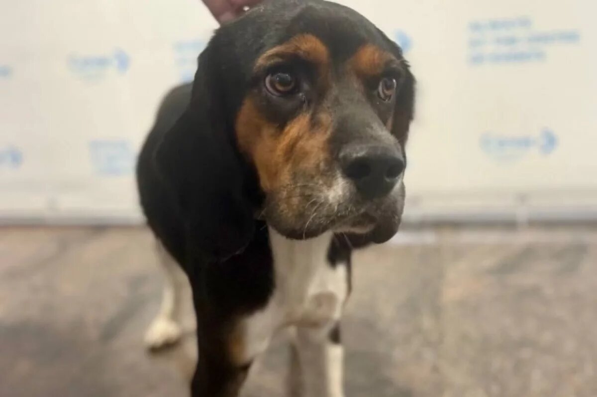    Абрикос, выше нос!