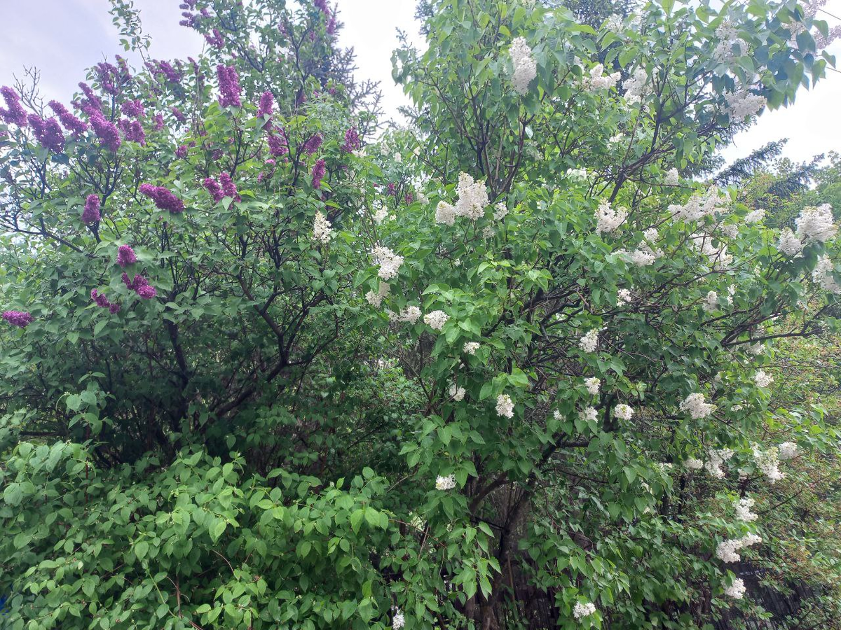 Фото автора.