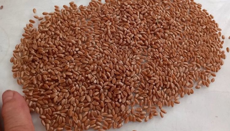    Фото: Служба по связям с общественностью филиала «Донецкий» Российского сельскохозяйственного центра