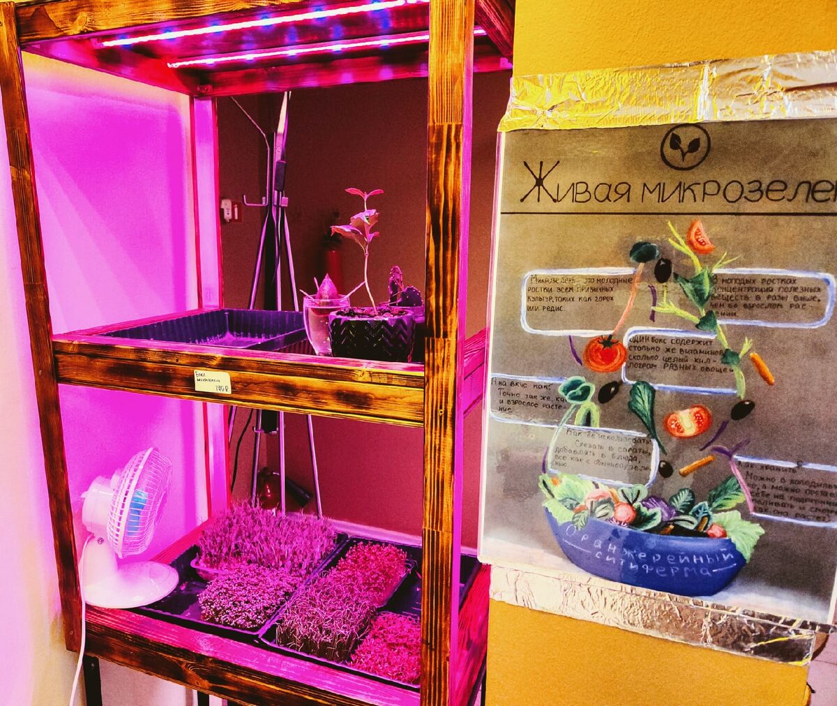 В кафе выращивают микрозелень, Нижний Новгород 