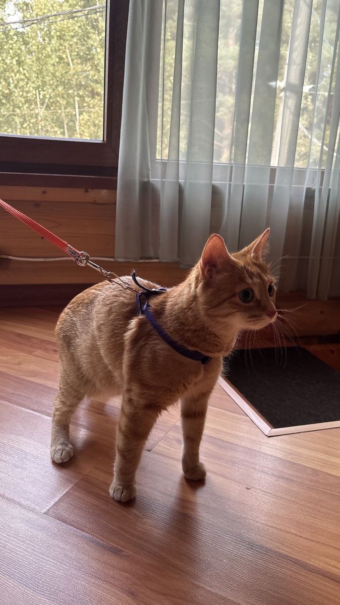 Василиса обходит второй этаж