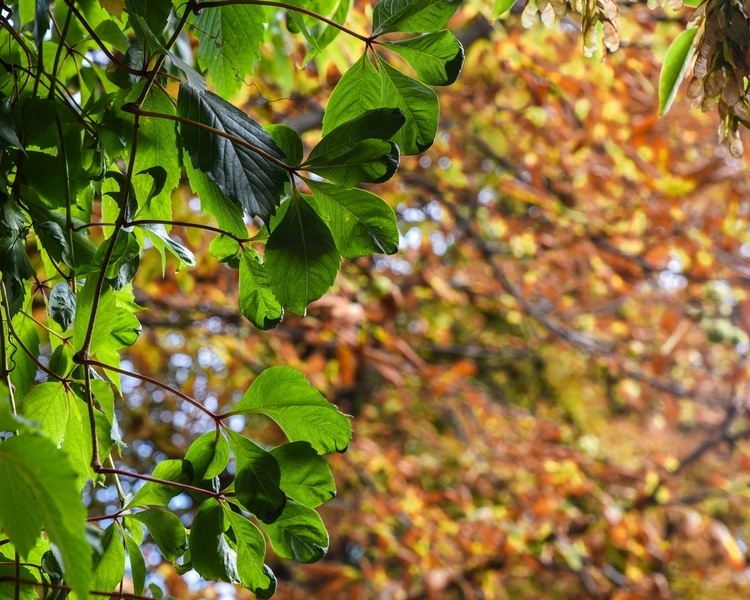     В Курской области 19 сентября ожидаются дожди и до +22°С