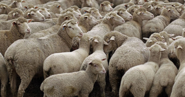    Фото: postimees.ee