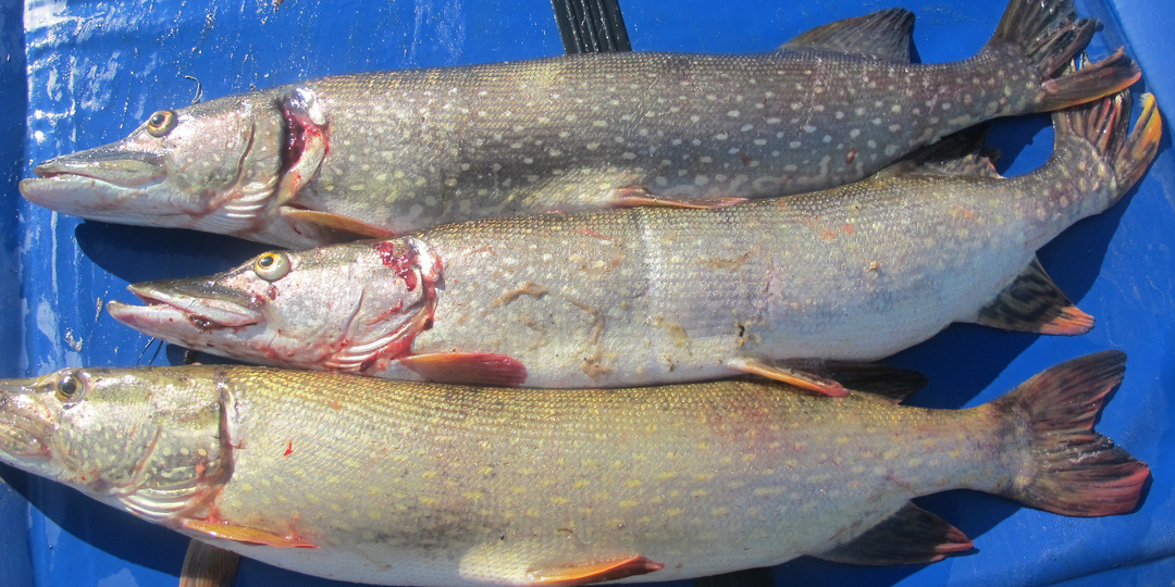 К нам вернулись щуки