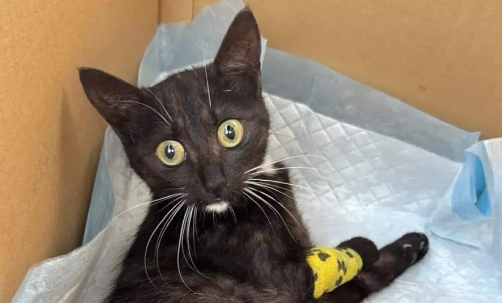    «Дышала очень слабо»: мужчина выходил маму-кошку и вернул её детёнышам