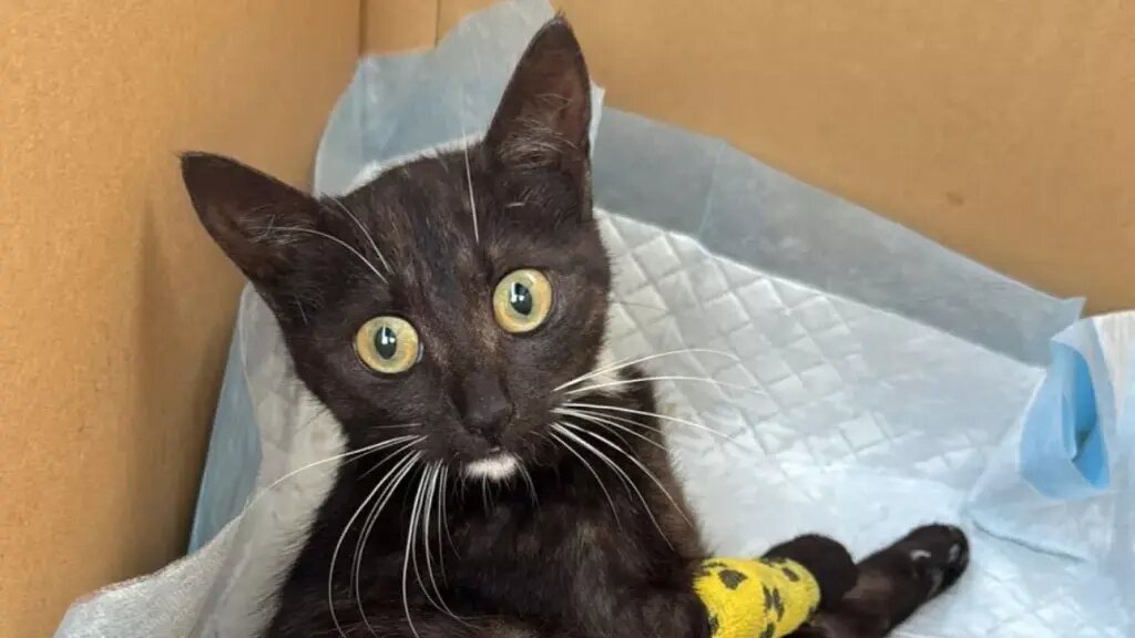    Пока Сергей выхаживал Лолиту, хозяин не оставлял попыток её найти. Фото: Сергей Морозов, источник: Тульская служба новостей