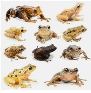 История жаб (семейства Bufonidae) часть 1.