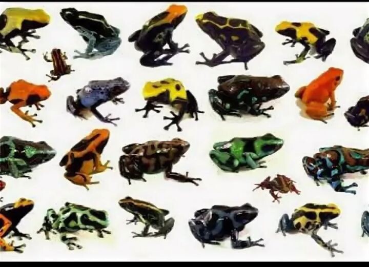 История жаб (семейства Bufonidae) часть 1.