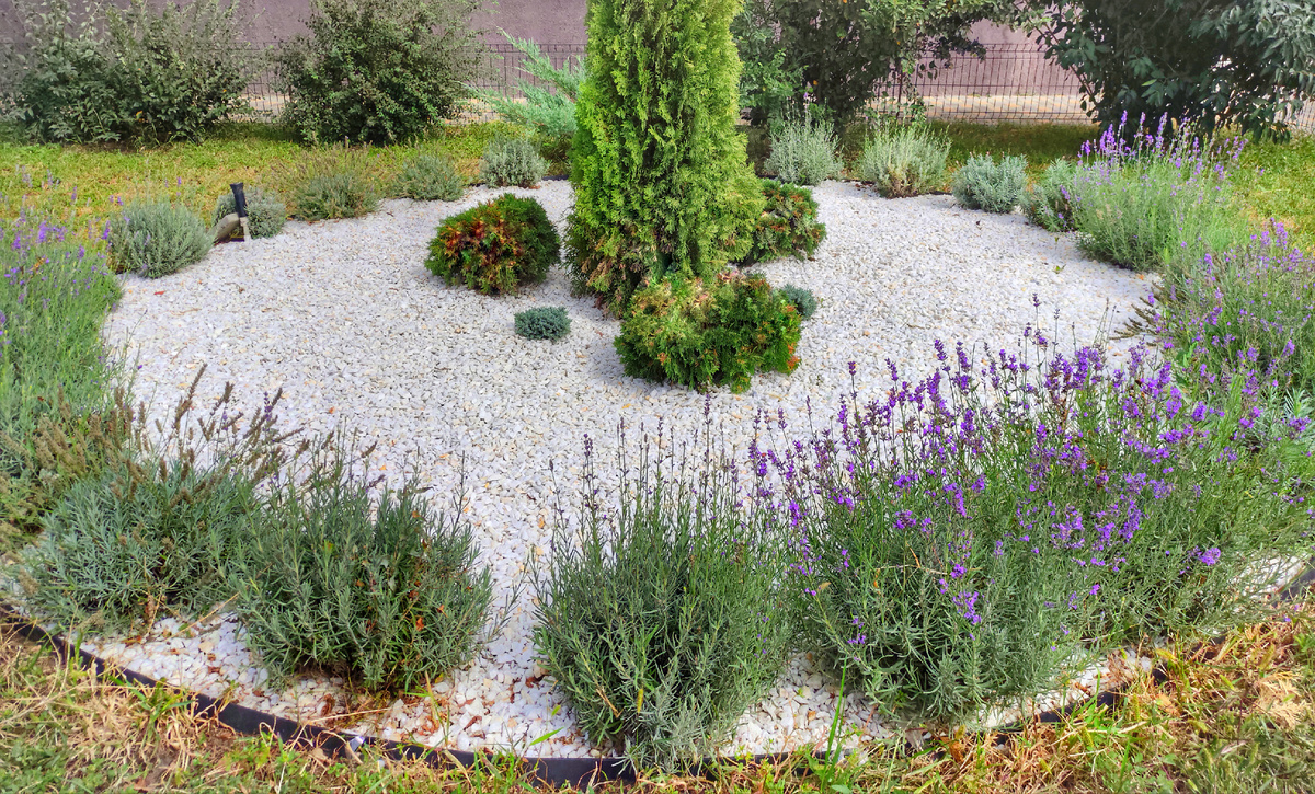 Даже осенью лаванда выглядит очень выигрышно и симпатично. А ещё из этого растения получаются отличные сухие букеты. Фото автора