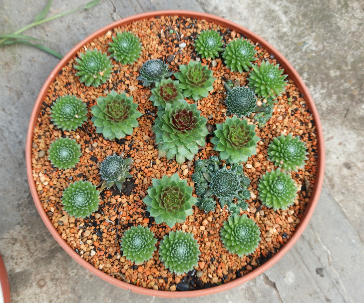 Эту уличную композицию я создала из нескольких видов молодила. Использованы также декоративные камни. Фото автора