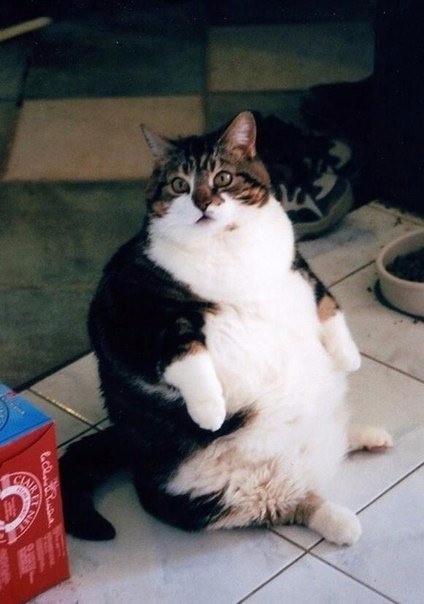 иллюстрация из яндекс картинки.