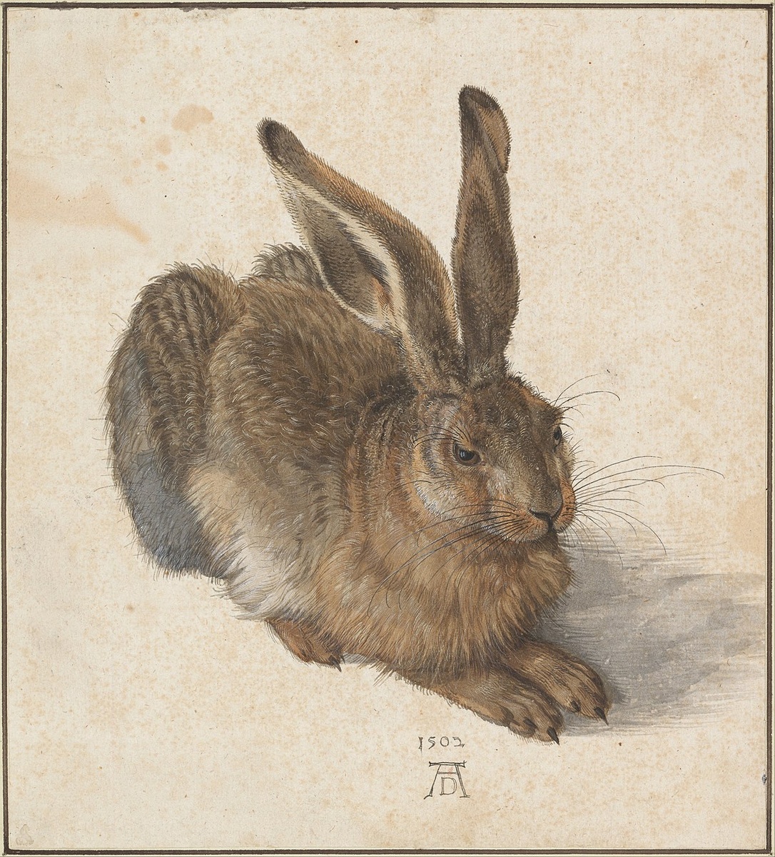 Альбрехт Дюрер. Заяц. 1502