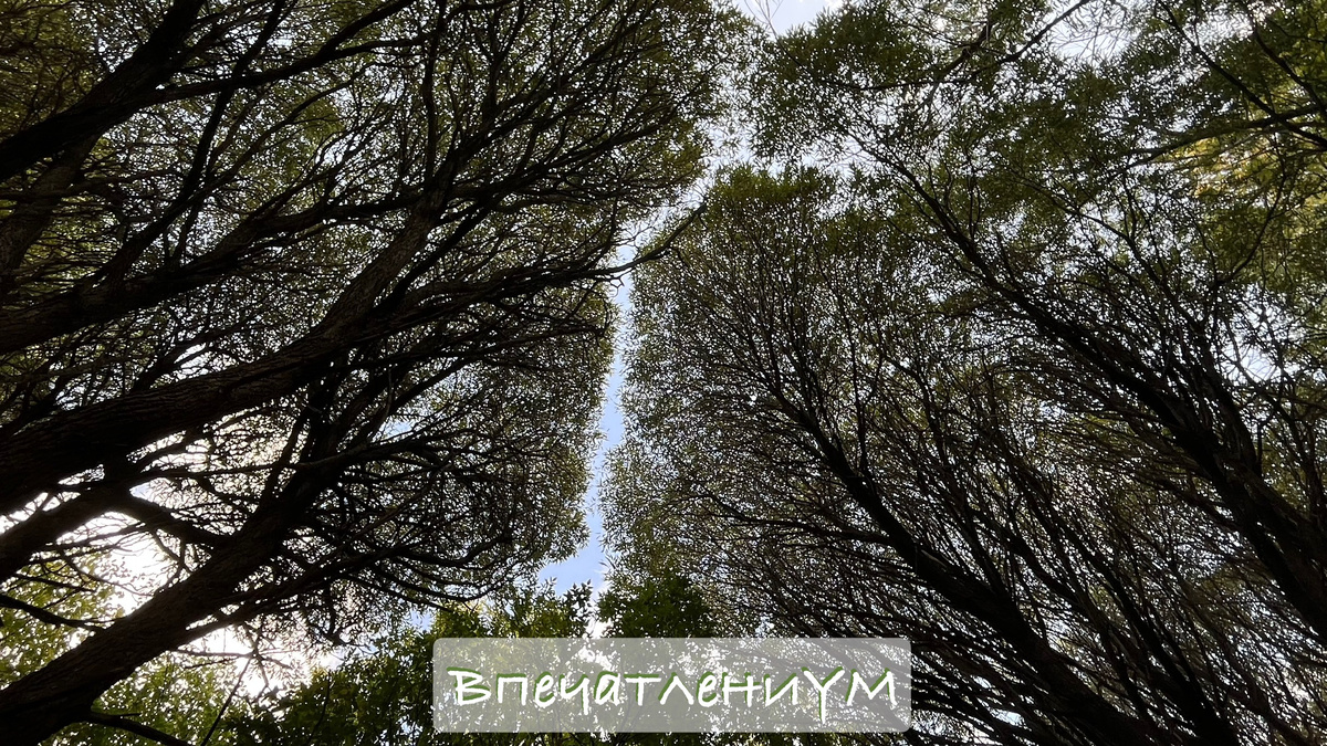 Фотограф: ВпечатлениУМ. Красивая гарница крон деревьев на фоне неба