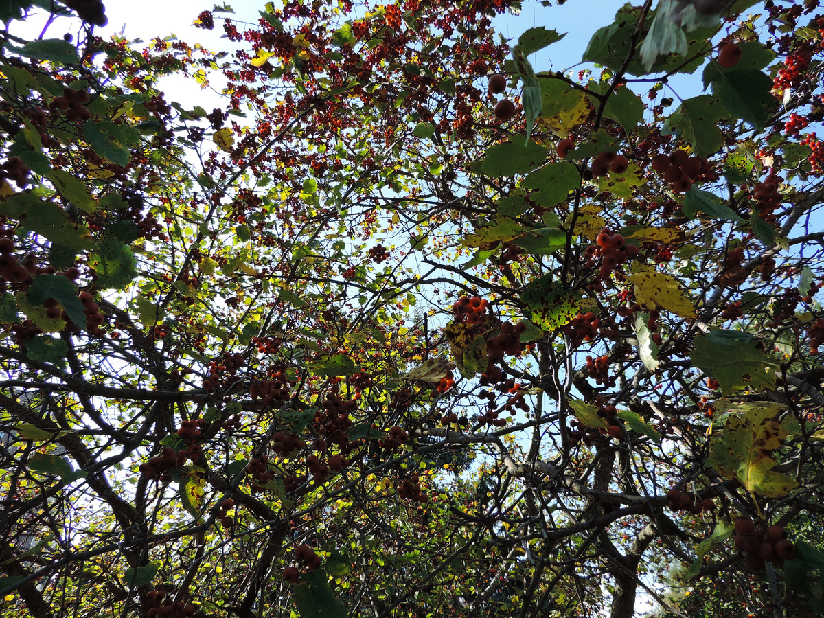 Фотограф: ВпечатлениУМ. Боярышник