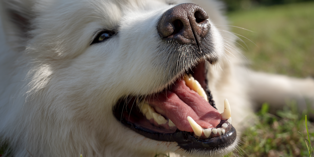 10 желаний, о которых мечтает ваша собака, а вы не догадываетесь
