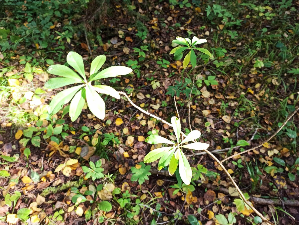 Вятка – Сан-Франциско (волчье лыко)