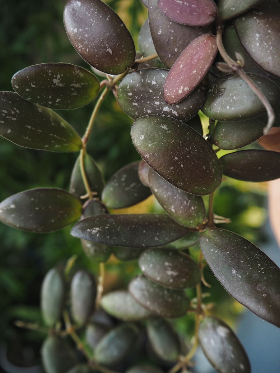 Хойя GPS-7240 (фото интернет) 