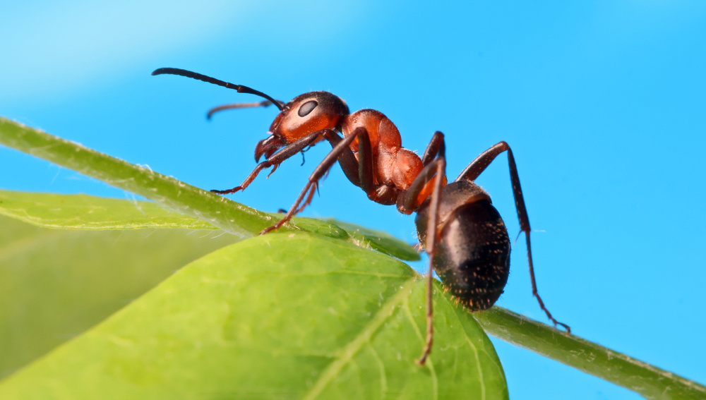     Фото: Achkin/Shutterstock/FOTODOM