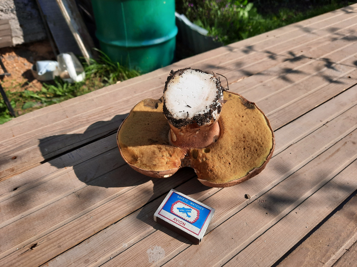 Мой белый гриб в домашнем дворе