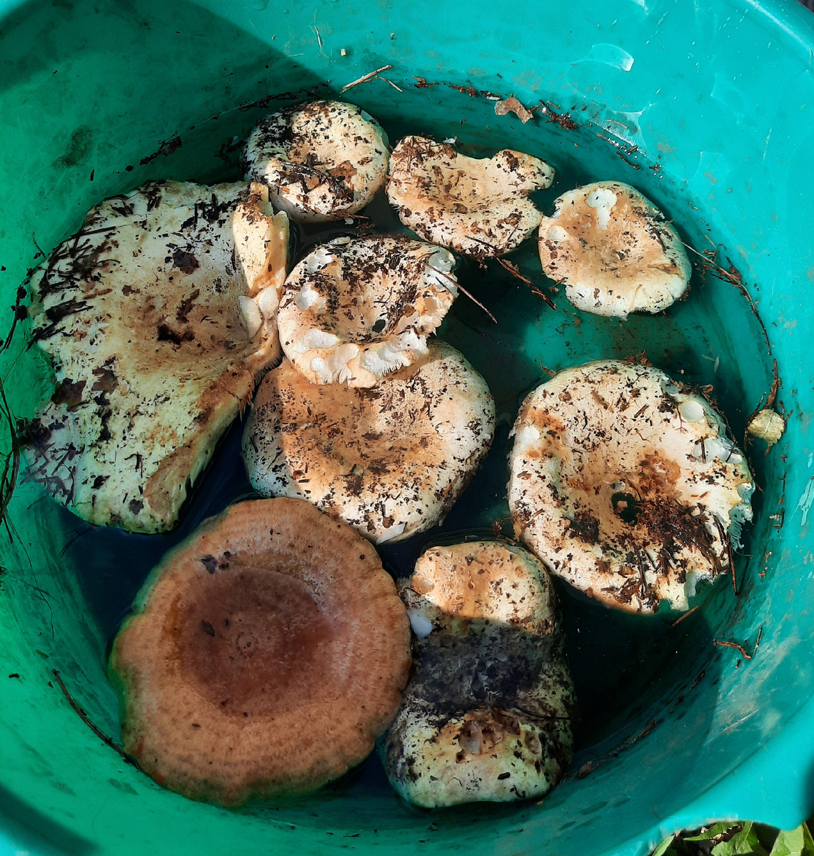 Грузди и рыжик в тазике для мойки в домашнем дворе 