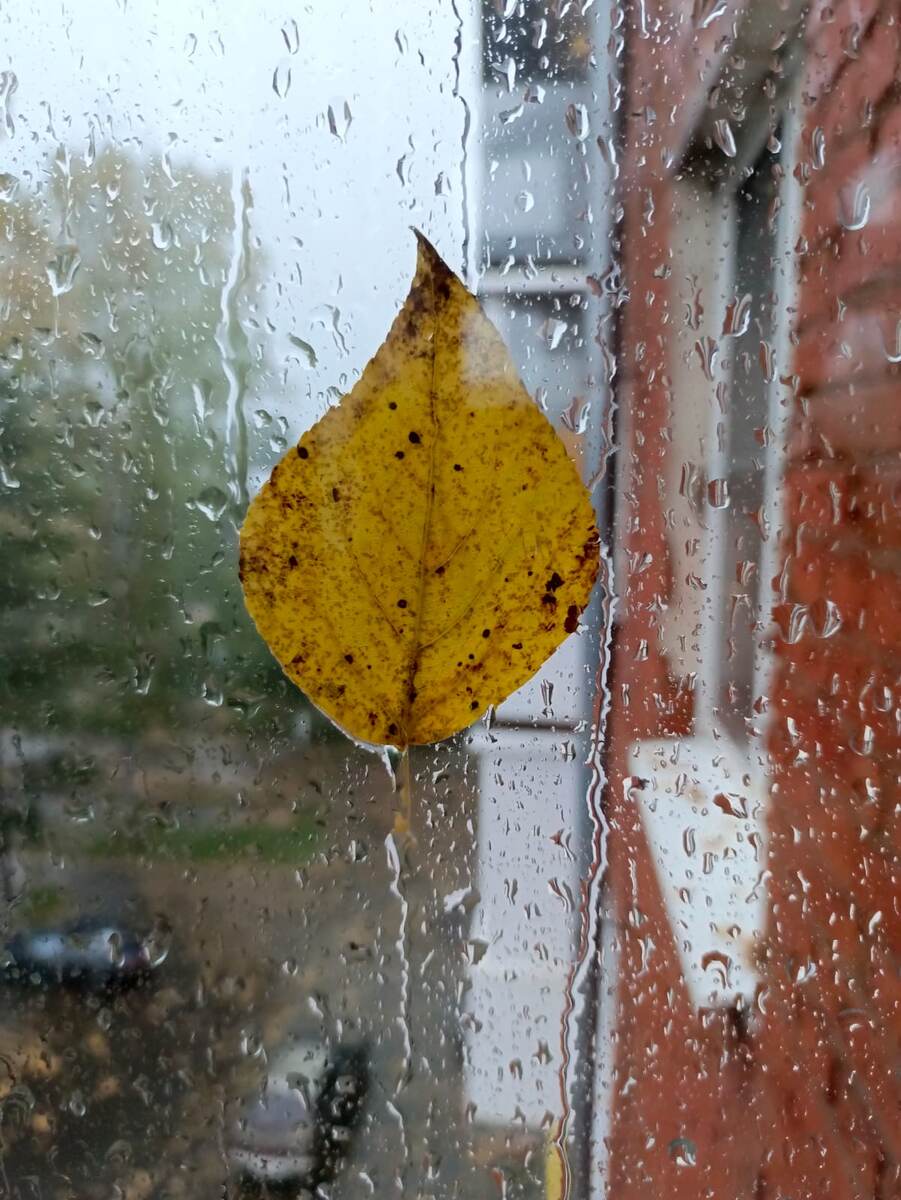 Разработано  Дед Боровик