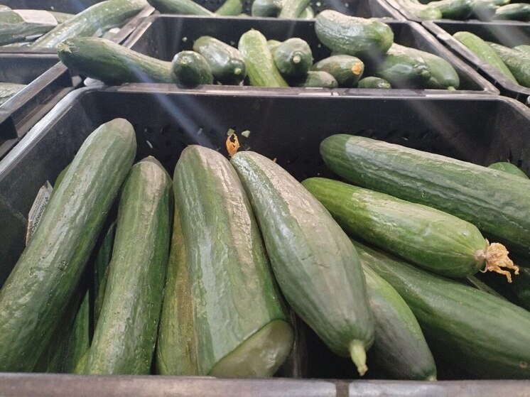     Огурцы содержат 95% воды и немного клетчатки. Фото: МК в Великом Новгороде