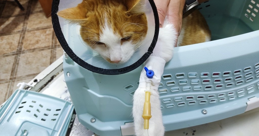 Барсик ушел навсегда