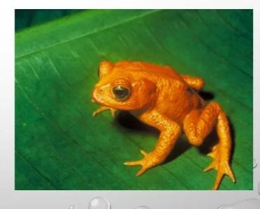 История жаб (семейства Bufonidae) часть 2.