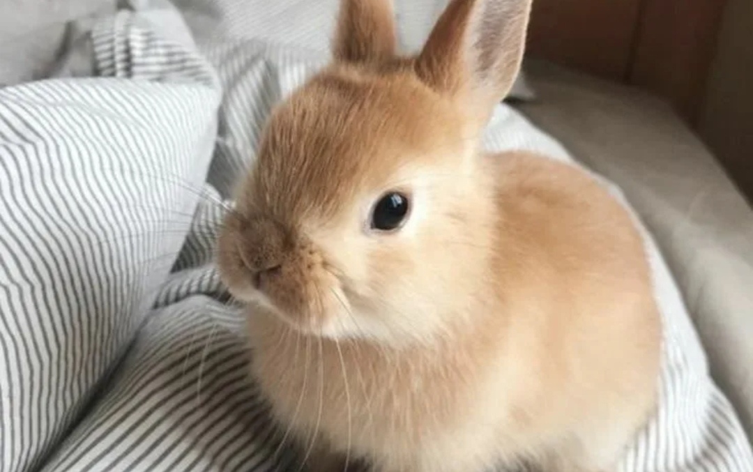 Кролик, фото из интернета.