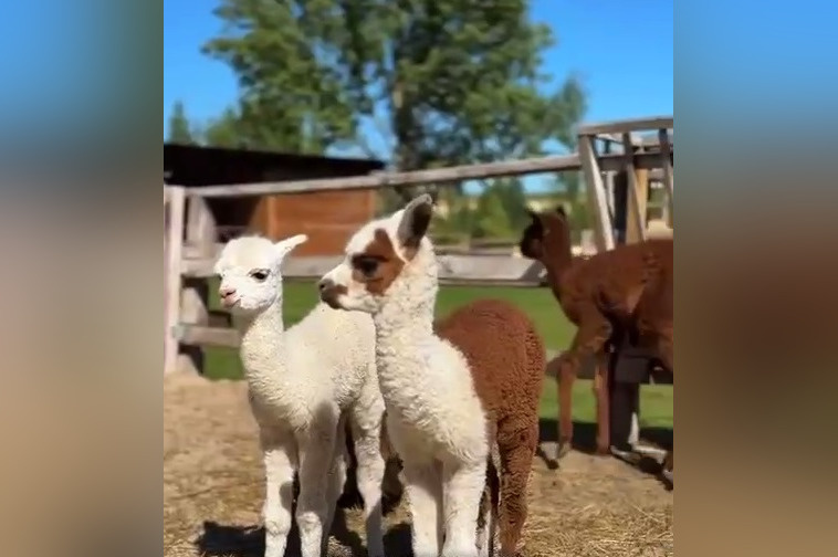    Фото: скрин видео
