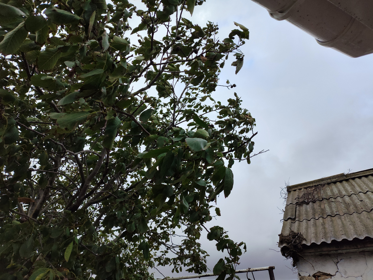 И ветер рвет деревья...