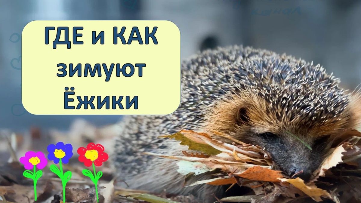 Где и как зимуют ёжики зимой