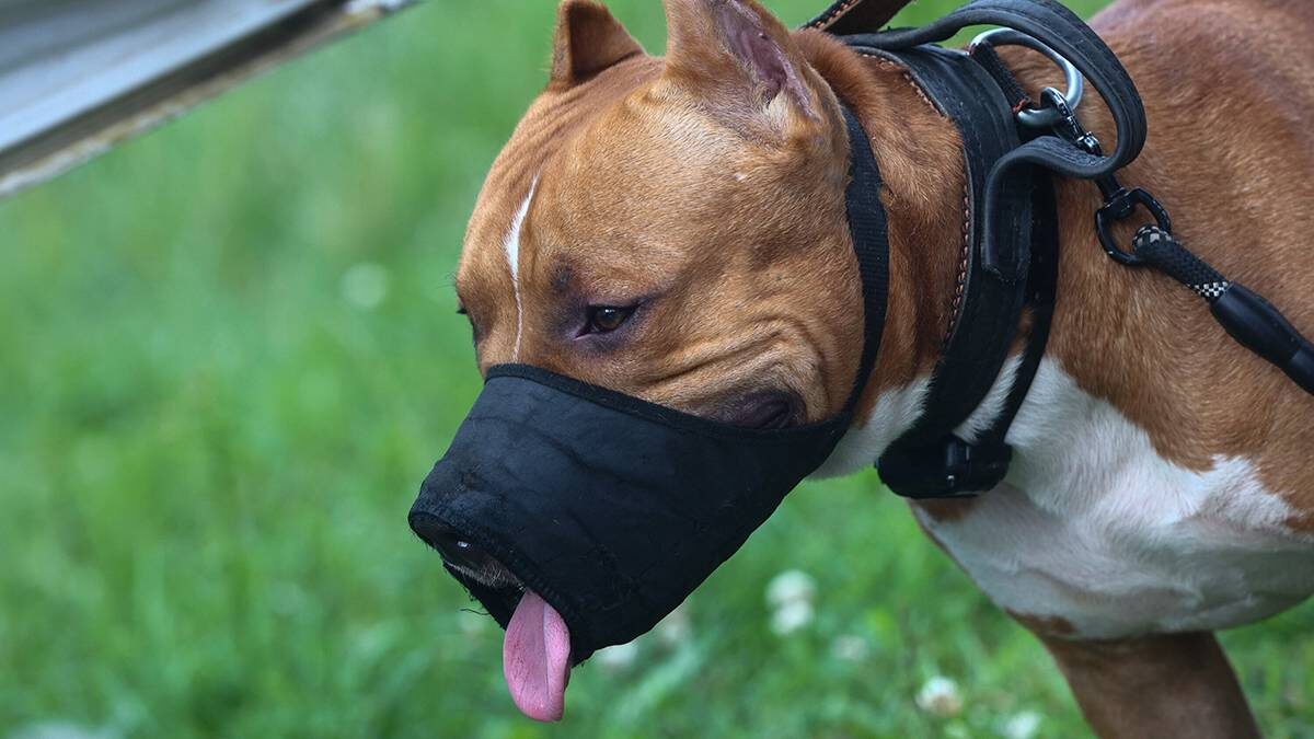    Фото: Ярослав Чингаев / АГН Москва