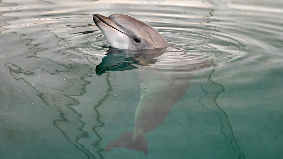 Заплывшего в реку черноморского дельфина спасли на Кубани