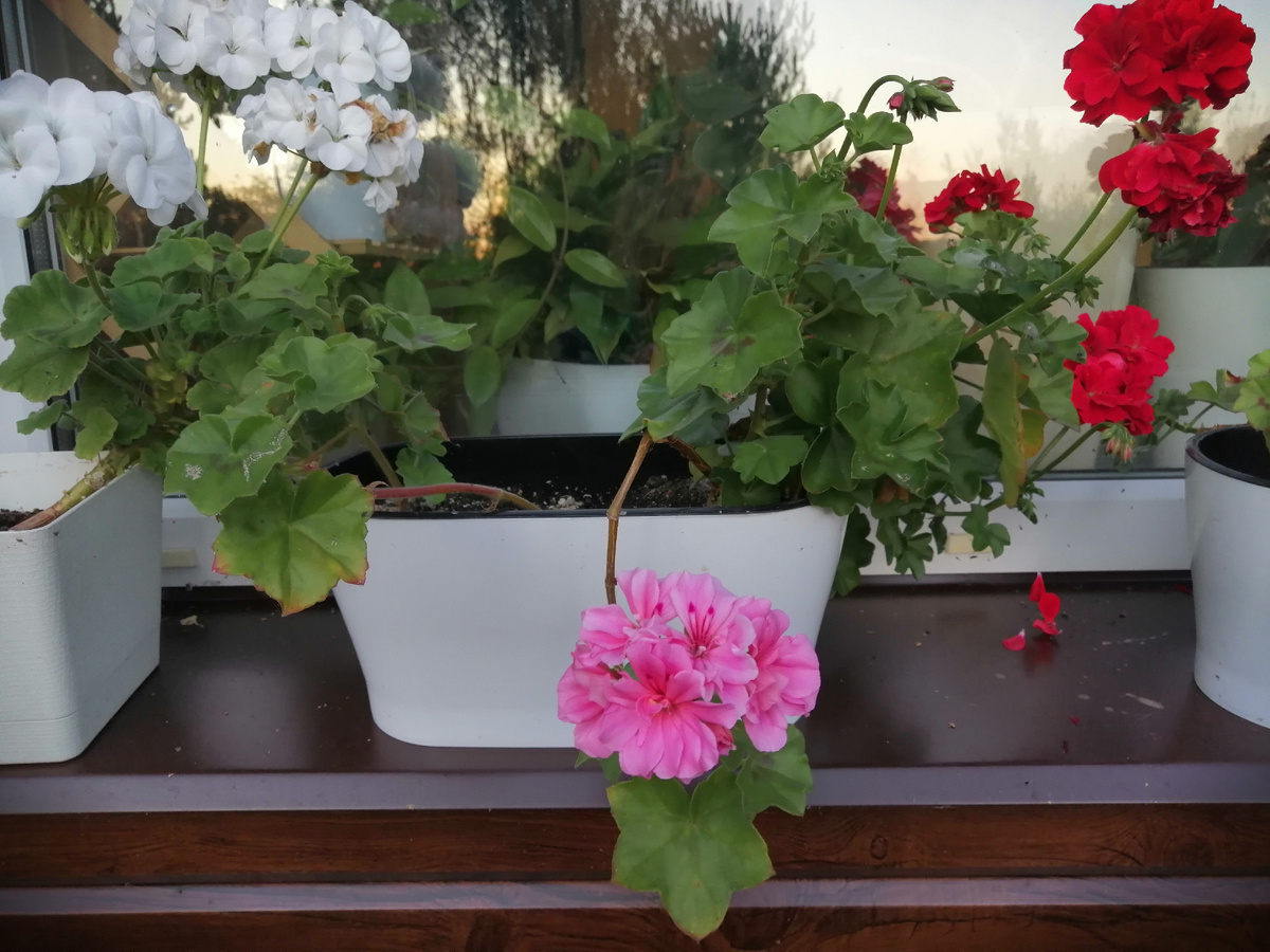 Пеларгония. Это один куст