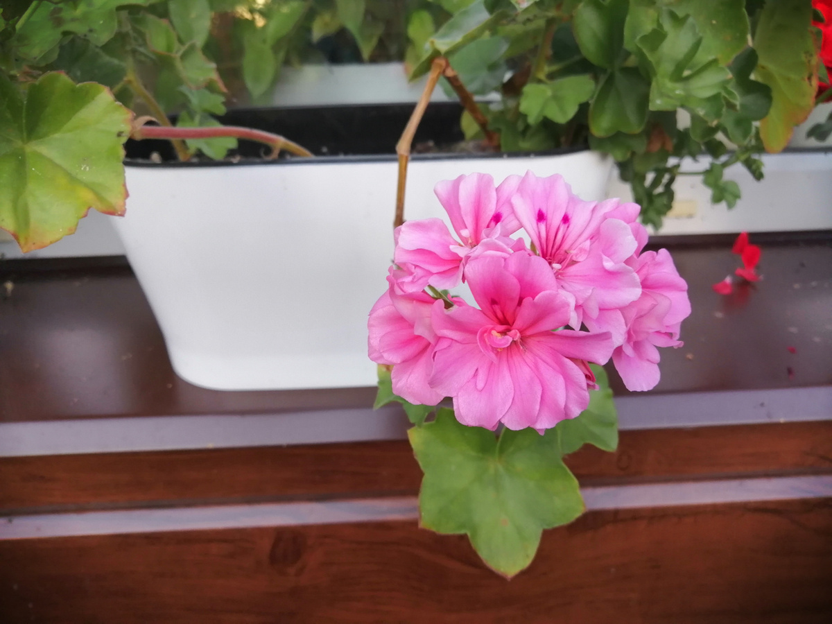 Розовая, а была все лето красная! 